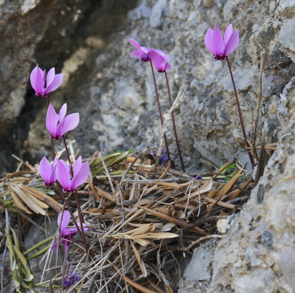 Cyclamen graecum