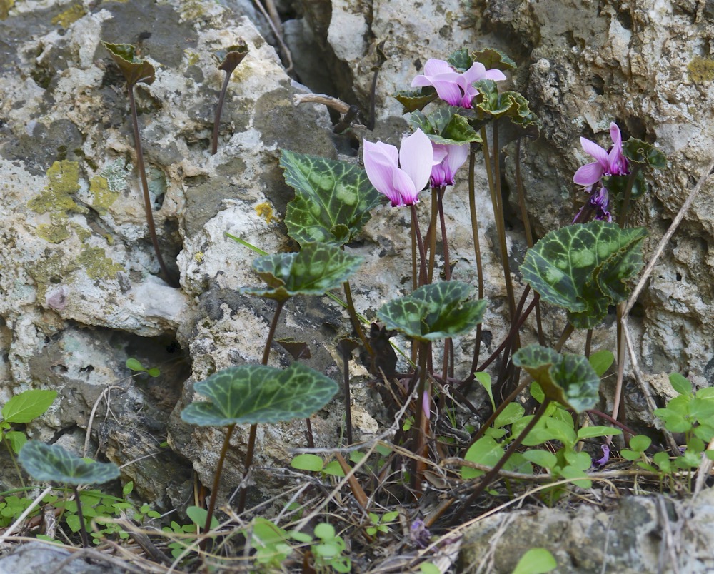 Cyclamen graecum