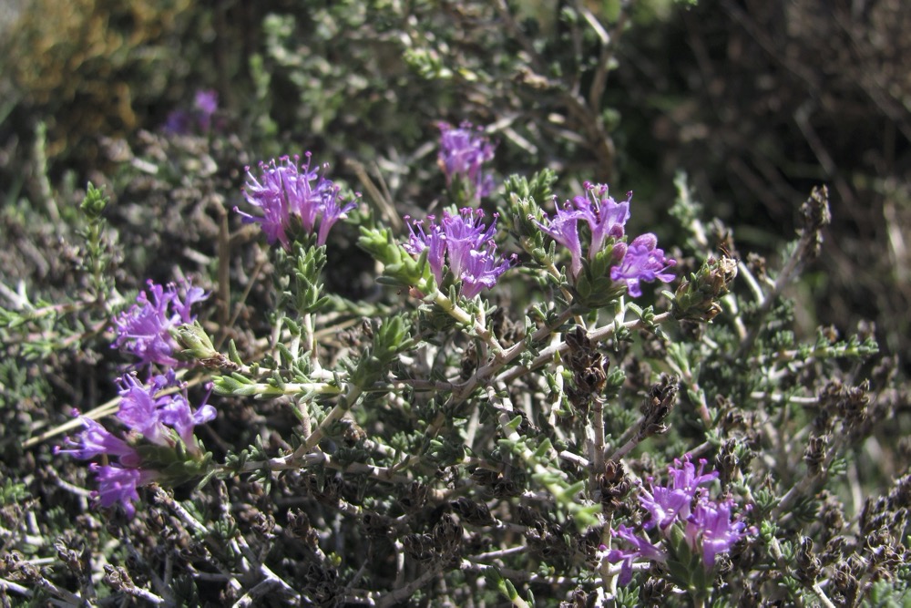 Spiny Thyme