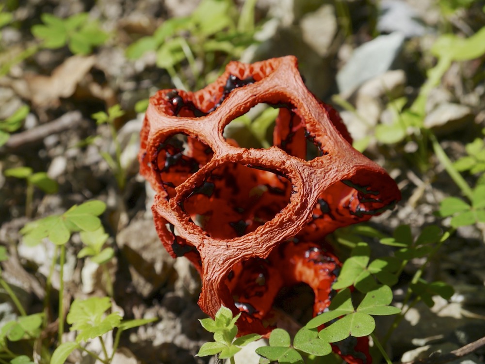 Latticed Stinkhorn (Clathrus ruber)
