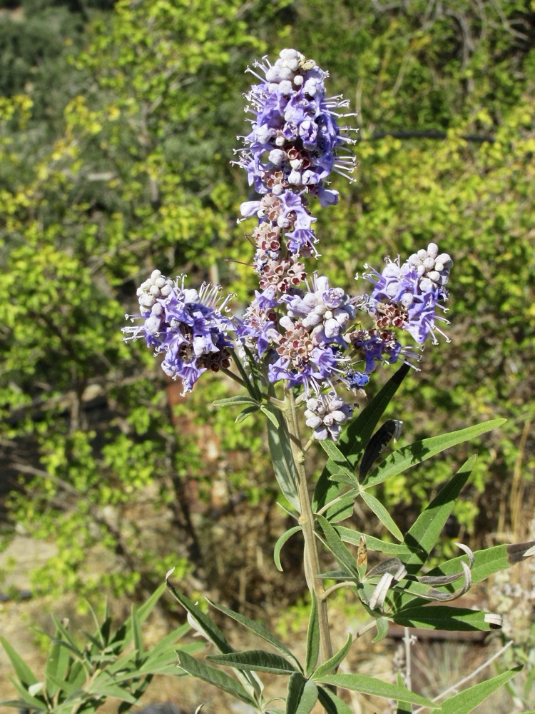 Chaste Tree (Vitex agnus-castus)
