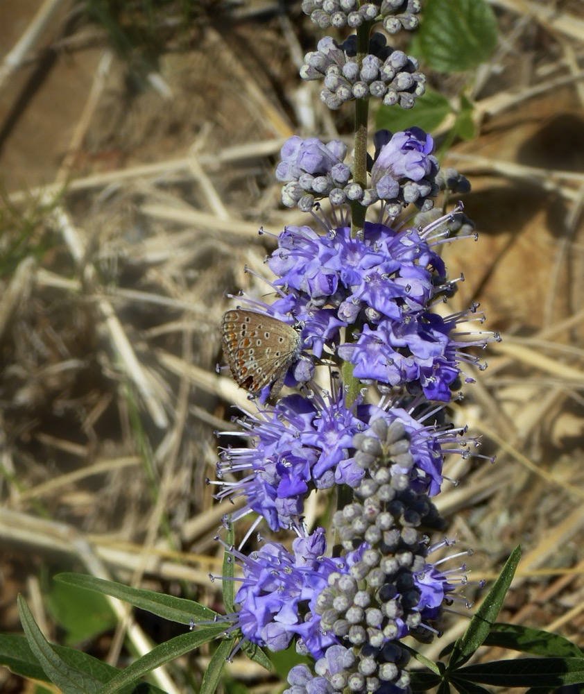 Common Blue (Polyommatus icarus) on Chaste Tree