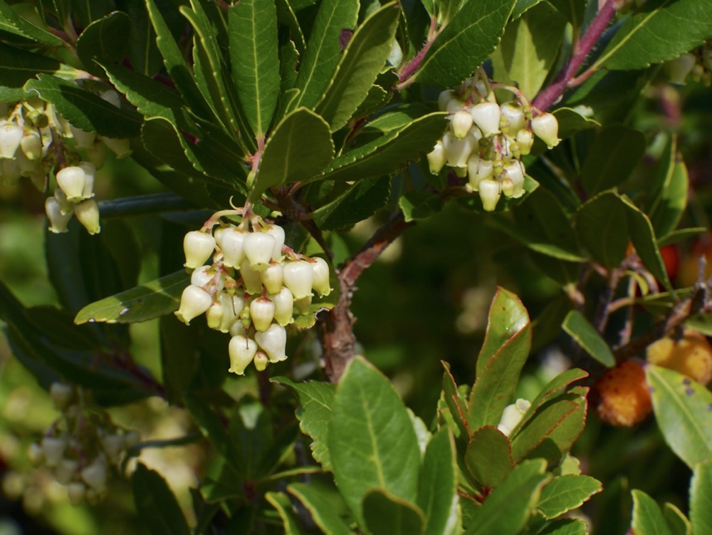 Strawberry Tree (Arbutus unedo)