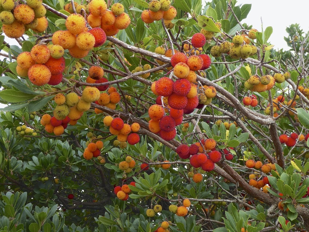 Strawberry Tree (Arbutus unedo)