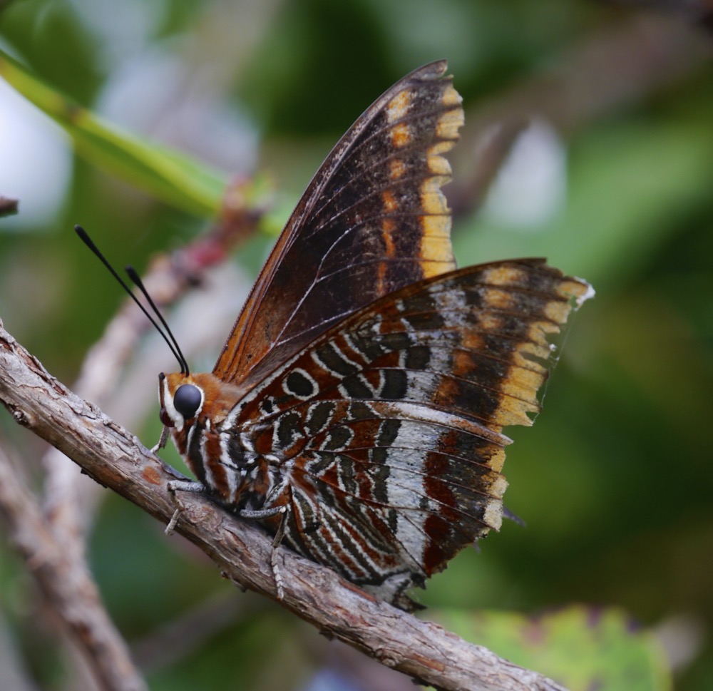 Two-tailed Pasha (Charaxes jasius)