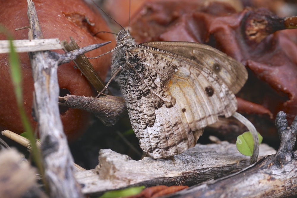 Cretan Grayling