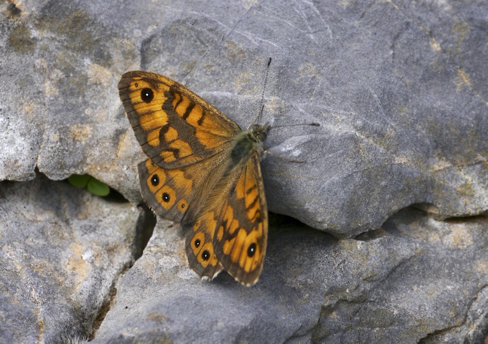 Wall Brown