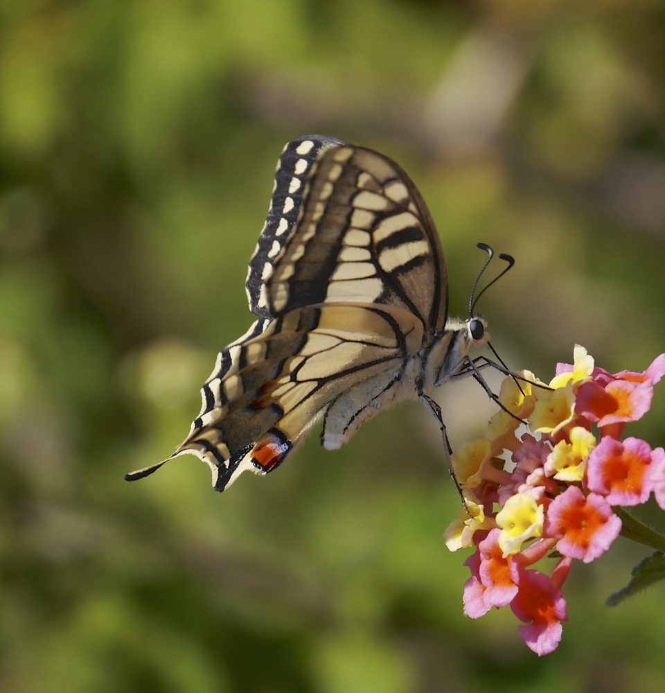 Swallowtail