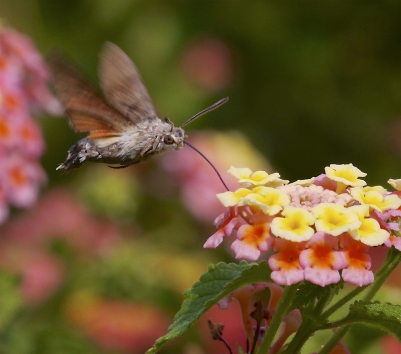 Hummingbird Hawk-moth (Macroglossum stellatarum) Hapimag