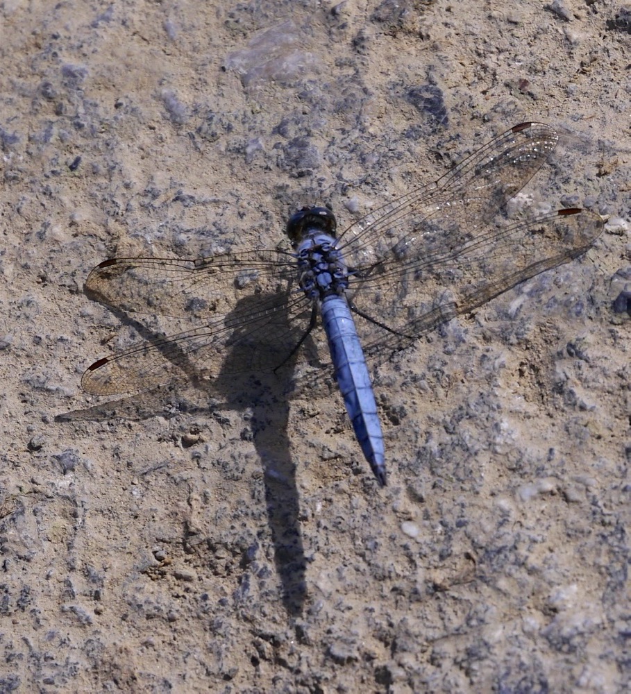 Keeled Skimmer ♂  (Orthetrum coerulescens)