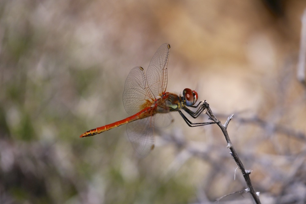 Red-Veined Darter ♂ (Sympetrum fonscolombii)