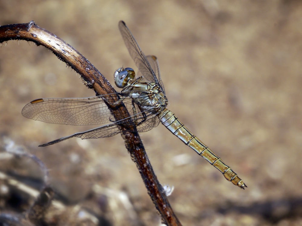 Southern darter ♀ (Sympetrum meridionale)