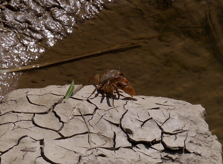 Crab - fresh water? (Potamon potamios?) Hapimag footbridge