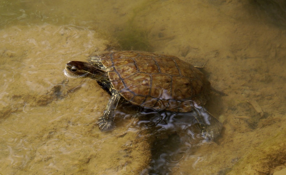 Stripe-necked Terrapin (Mauremys caspica)