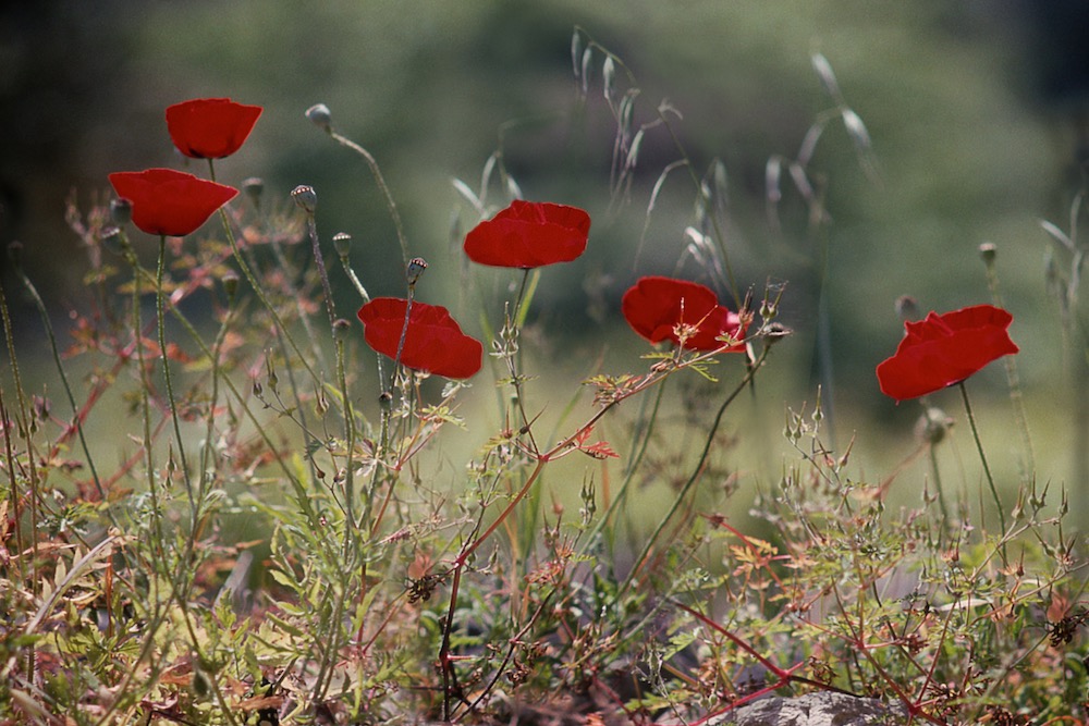 Poppies