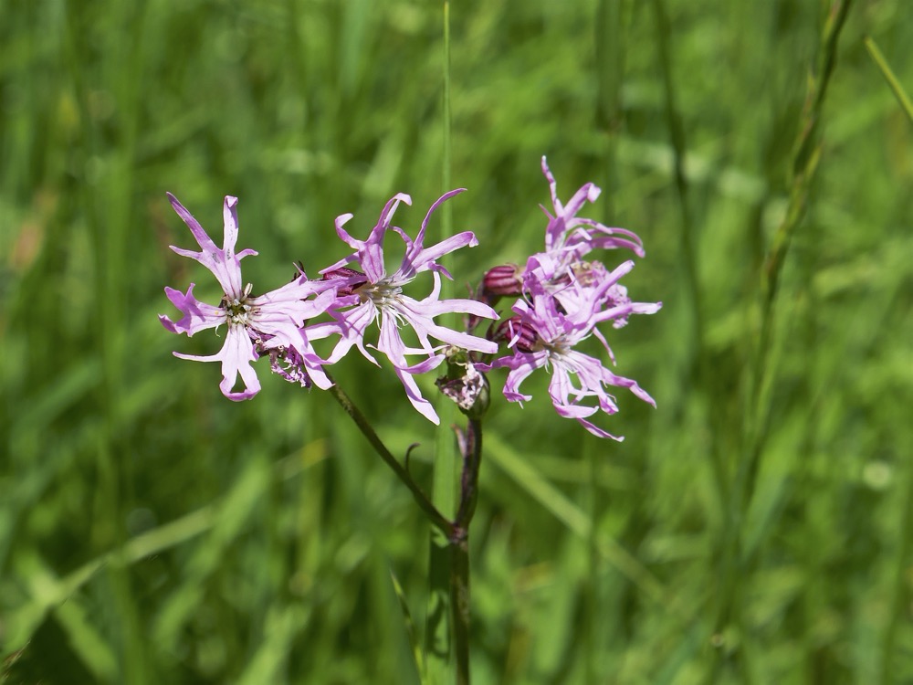 Ragged Robin