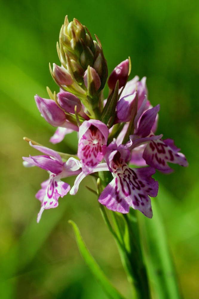 Common Spotted Orchid