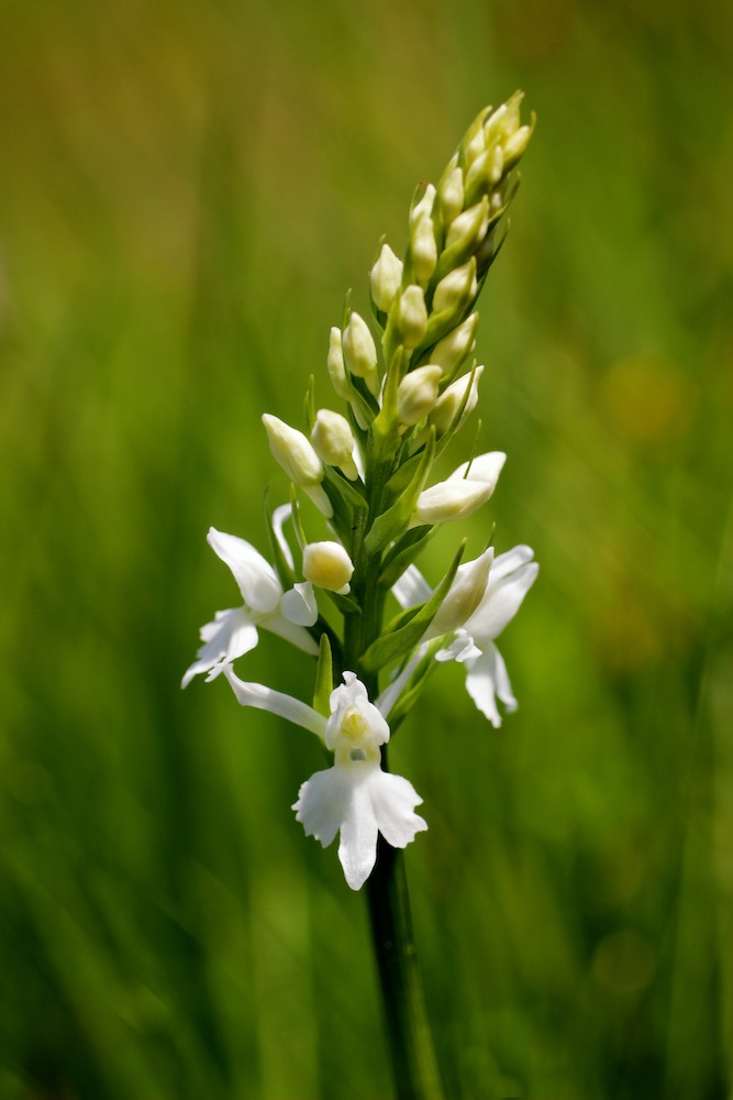 Albino Common Spotted Orchid