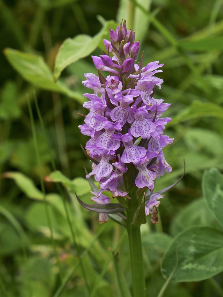 Southern Marsh Orchid