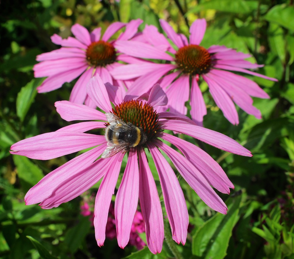 Echinacea with Bumble Bee