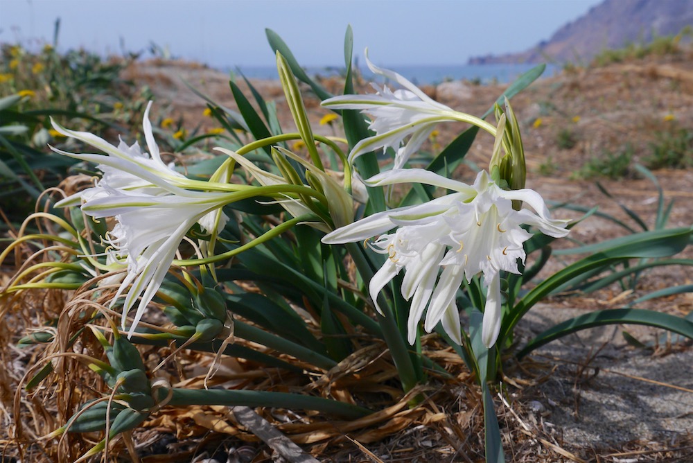 Sea Daffodil