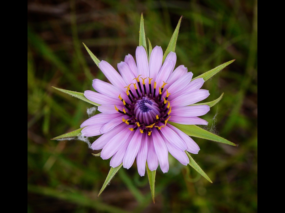 Tragopogon sinuatus