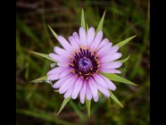 Tragopogon sinuatus;40.jpg