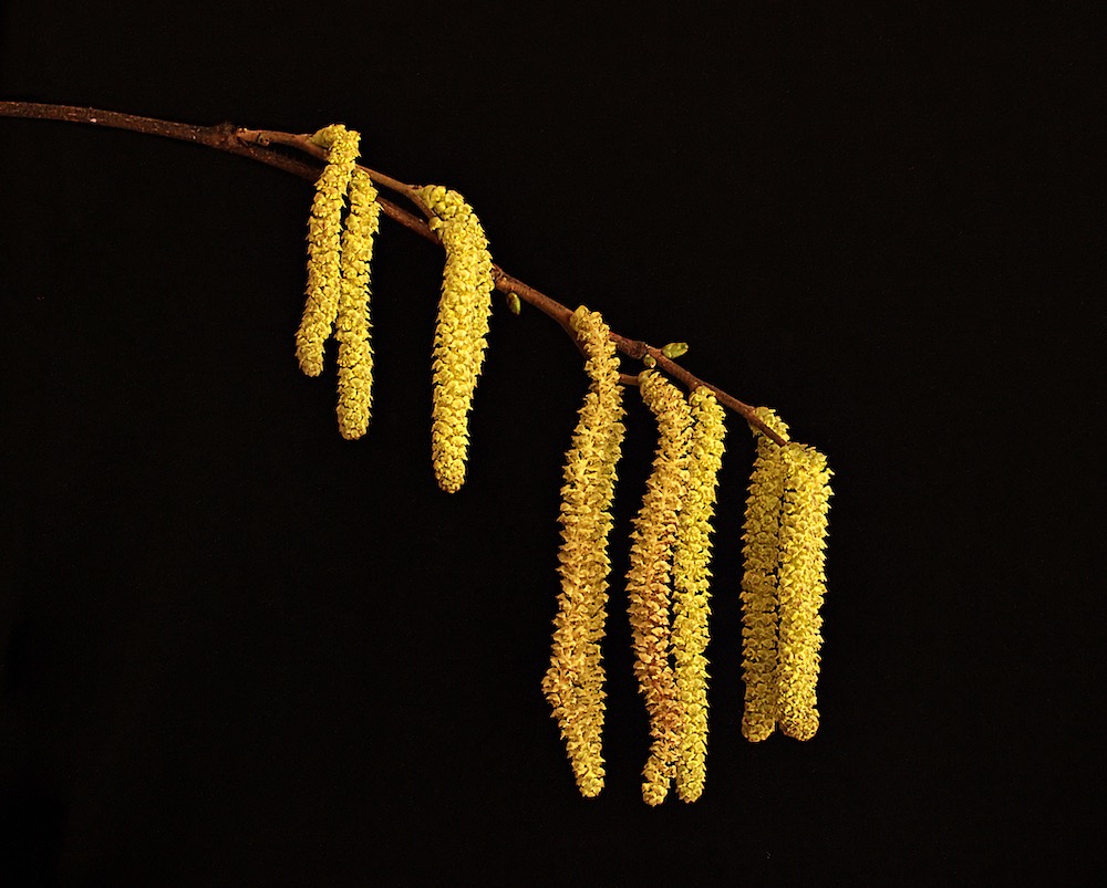 Hazel Catkins