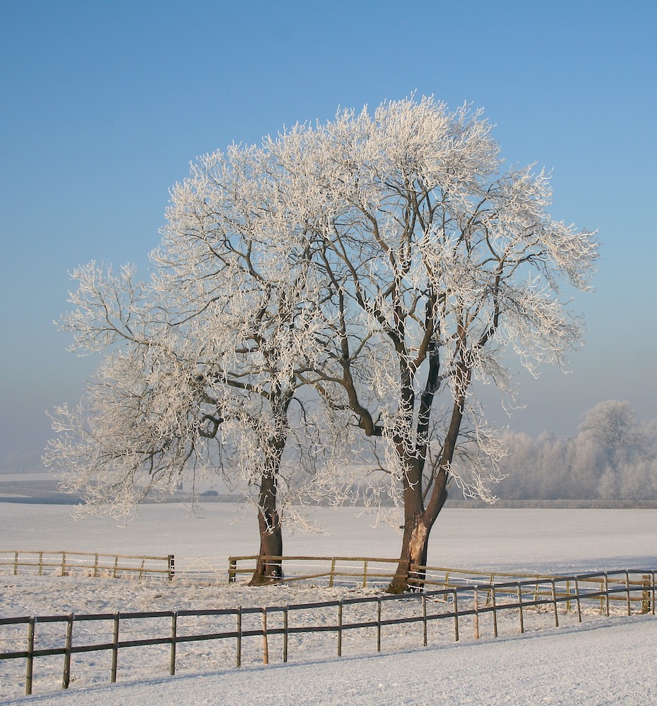 Hoar Frost