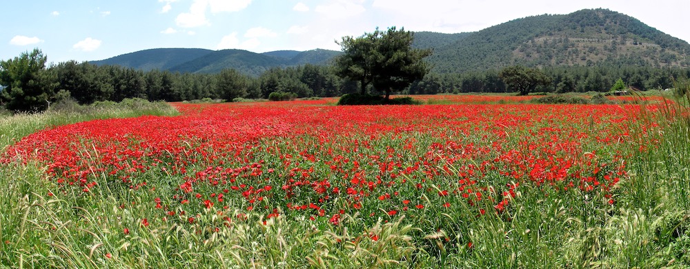 Lesbos Poppies