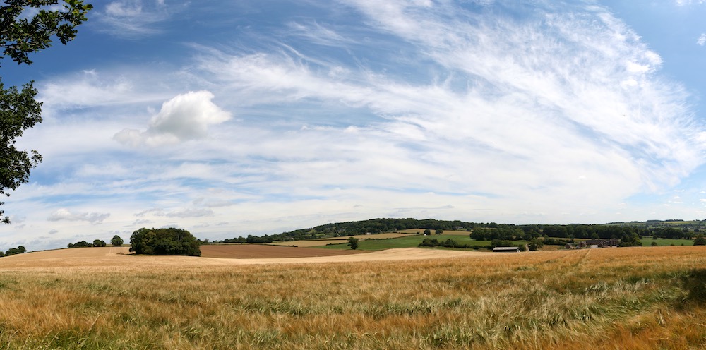 Barley field